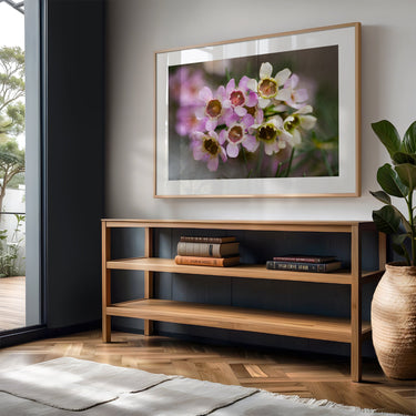 Geraldton Wax flowers photography print in modern Australian interior