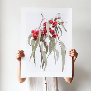 Eucalyptus blossoms botanical photography print by Australian Flora