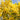 Golden wattle flowers photography by Australian Flora closeup view