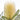 Coastal Banksia flower photography detail view
