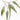 Eucalyptus leaves botanical photography detail view