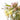 Yellow eucalyptus flowers and bee photography print closeup view