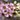 Geraldton Wax wildflowers photography detail view