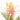 Grevillea flower photography print detail view