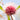 Hakea flower photography print detail view