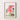Framed: Pink corymbia (flowering gum) 2
