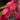 Red flowering gum photography closeup