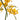 Wattle flowersphotography closeup view