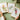 Australian botanical wall art print sets by Australian Flora