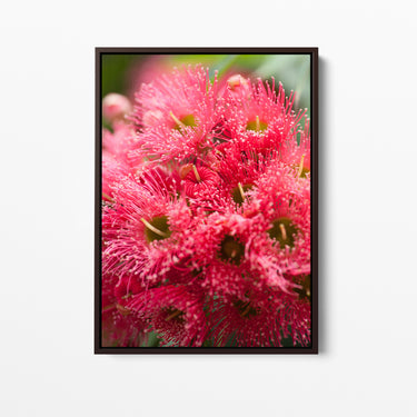 Canvas: Red flowering gum 2 (Copy)