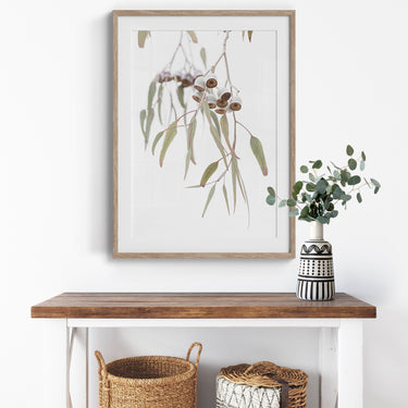 Framed: Eucalyptus caesia gum nuts 1