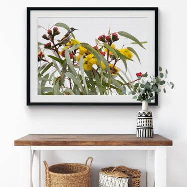 Framed: Illyarrie and honeyeater