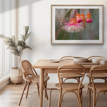 Framed: Eucalyptus torquata (Coral Gum)