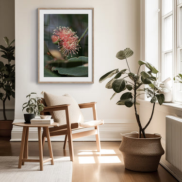 Framed: Eucalyptus nutans 1