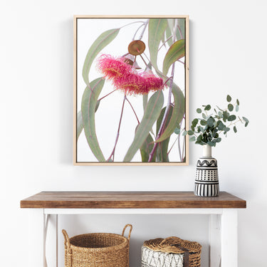 Canvas: Eucalyptus caesia blossoms