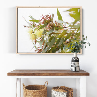 Canvas: Eucalyptus macrandra and bee