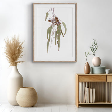 Framed: Eucalyptus caesia gum nuts 2