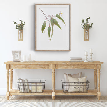 Framed: Eucalyptus caesia leaf study