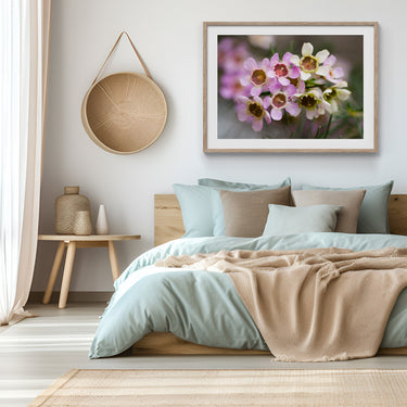 Framed: Geraldton Wax (Chamelaucium uncinatum)