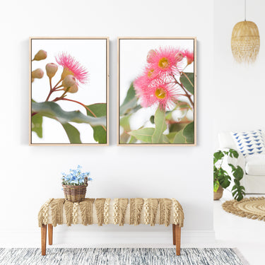 Canvas: Pink Corymbia ficifolia (flowering gum) 2
