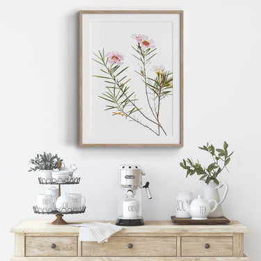 Framed: Geraldton wax flowers - botanical study