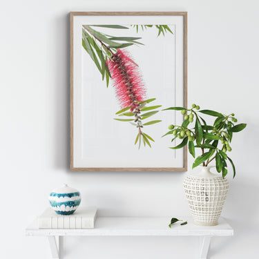 Framed: Callistemon Viminalis (Weeping bottlebrush)