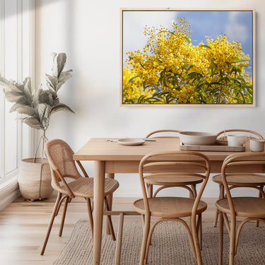 Canvas: Golden Wattle, Blue Skies (Acacia pycnantha)