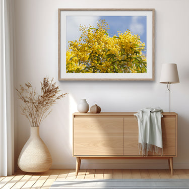 Framed: Golden Wattle, Blue sky