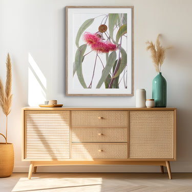 Framed: Eucalyptus caesia 'Silver Princess' blossoms