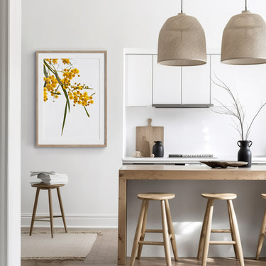 Framed: Reed-leaf Wattle (Acacia calamifolia)