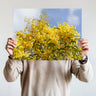 Golden wattle photography print without white border