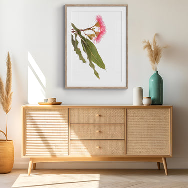 Framed: Pink corymbia (flowering gum) botanical study