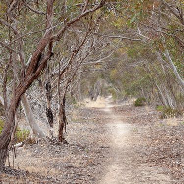 Australian mallee forest photography detail view