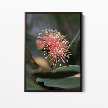 Canvas: Eucalyptus nutans 1