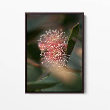 Canvas: Eucalyptus nutans 2