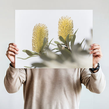 Banksia flower duo landscape photography art print on archival paper