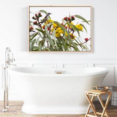 Canvas: Illyarrie and honeyeater