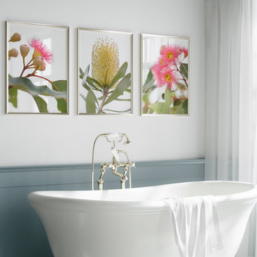 Print set: Banksia and Pink Flowering Gum set of 3