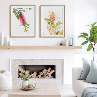 Framed: Grevillea 'Peaches and Cream'