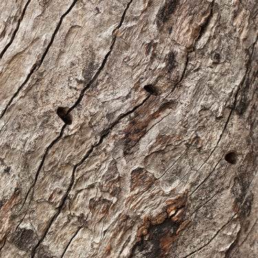 Aged eucalyptus timber photography closeup view