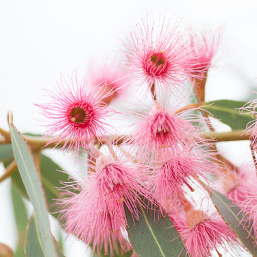 Australian pink flowering gum photography print detail