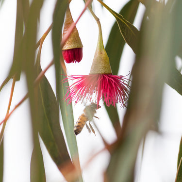 Australian Bush photography print closeup view