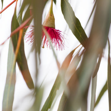 Australian Bush 2 photography print detail view