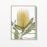 banksia flower framed canvas artwork in raw oak