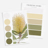 Color swatches with a Banksia integrifolia flower and color palette on a white background