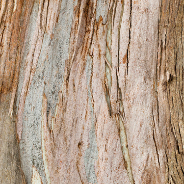 Gum tree bark photography close up view