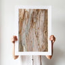 Gum tree bark photography print by Australian Flora