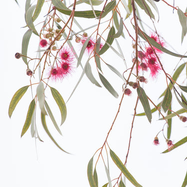 Blue gum leaves and blossoms photography closeup view