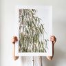 Blue gum leaves photography wall art print by Australian Flora