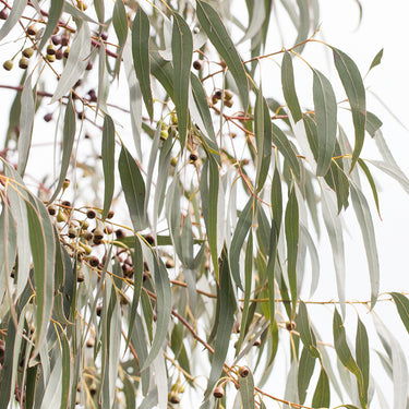 Blue gum leaves and gum nuts photography close up view